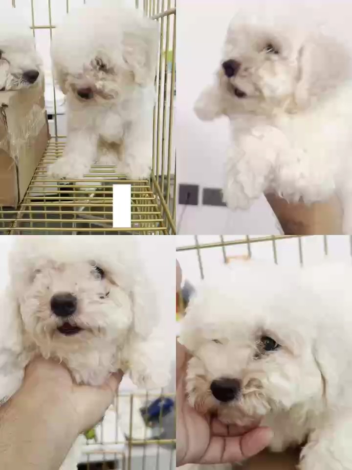 比熊幼犬
