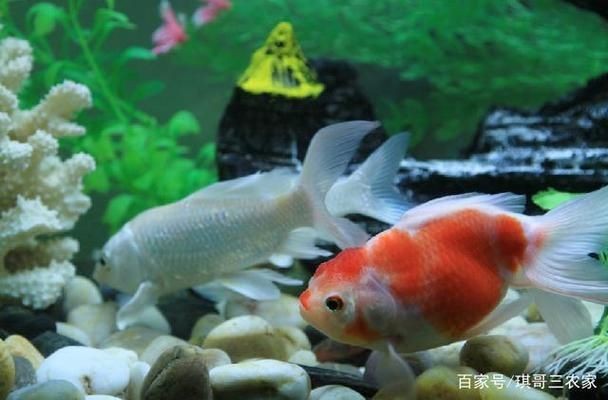 龍魚缸用什么工具魚好看又好養：選擇適合的龍魚缸工具對于養好魚至關重要