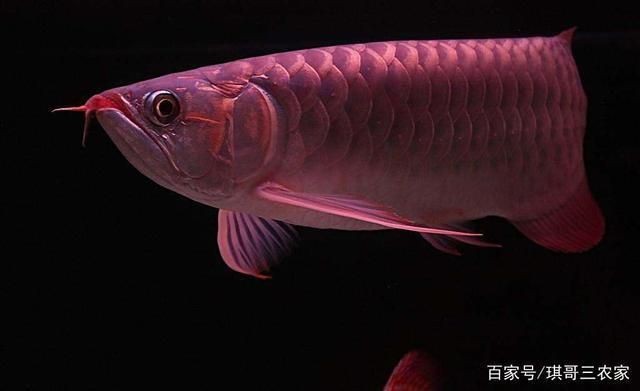 龍魚缸用什么工具魚好看又好養：選擇適合的龍魚缸工具對于養好魚至關重要