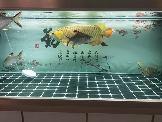 可麗愛魚缸官網專賣店沈陽：可麗愛魚缸官網專賣店在沈陽提供多種類型的魚缸售后服務