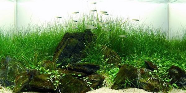 可麗愛魚缸官網專賣店沈陽：可麗愛魚缸官網專賣店在沈陽提供多種類型的魚缸售后服務