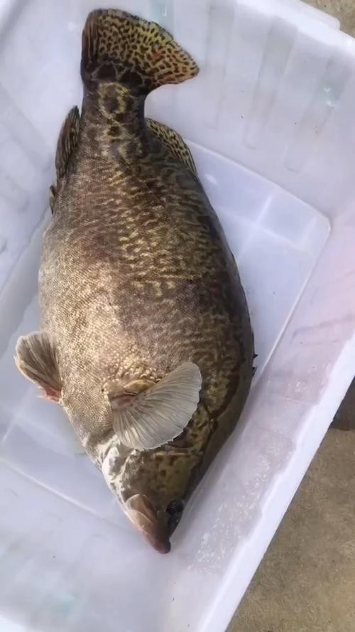 大桂魚圖片