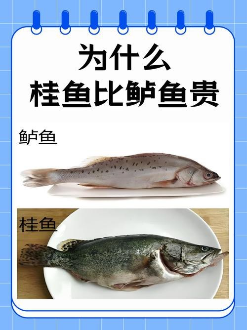 大桂魚圖片