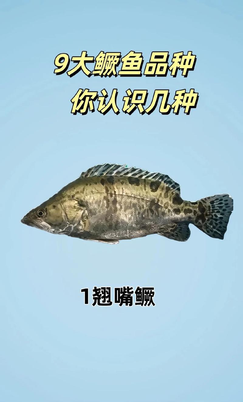 大桂魚圖片