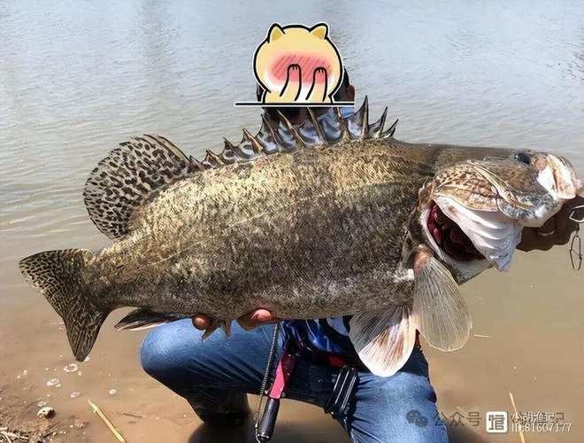 大桂魚圖片