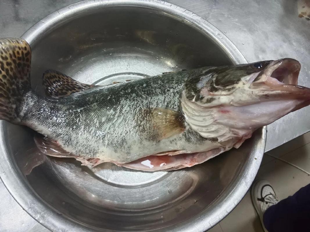 大桂魚圖片