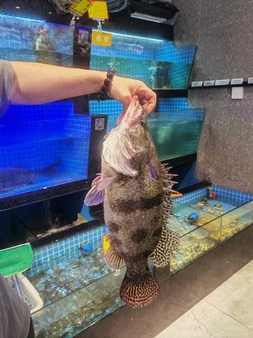 大桂魚圖片