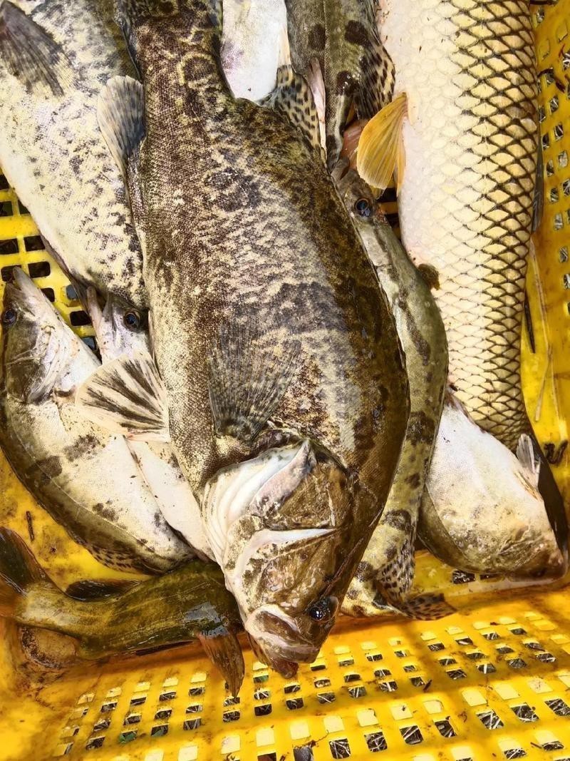 大桂魚圖片