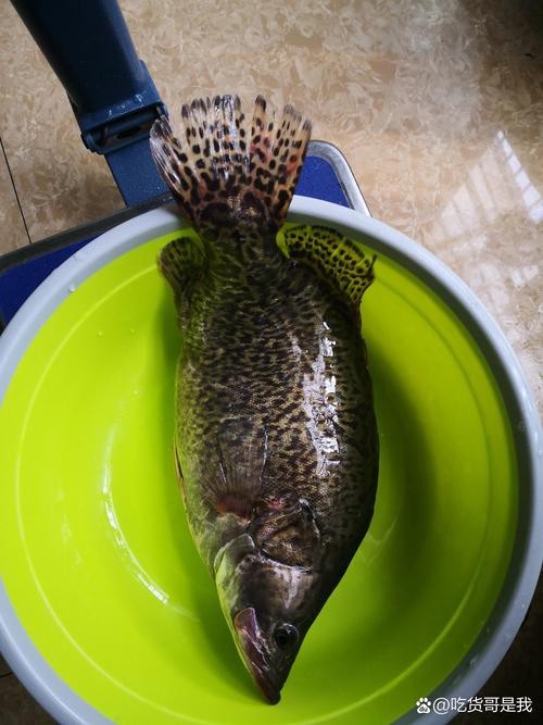 大桂魚圖片