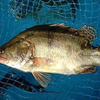 大桂魚圖片