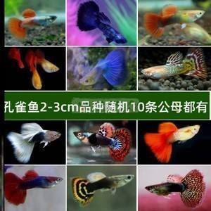 觀賞魚藍龍魚好養嗎：藍龍魚好養嗎？