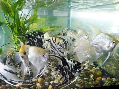 黑背景魚缸適合養什么魚好（黑底魚缸養護技巧）