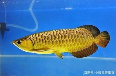 龍魚對燈光的要求是什么：龍魚對燈光的要求