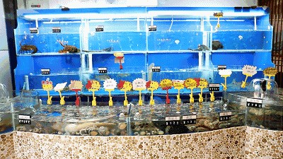 飯店海鮮魚缸的養(yǎng)殖技巧：飯店海鮮魚缸中養(yǎng)殖的海鮮魚缸的設(shè)計與布置技巧與布置技巧