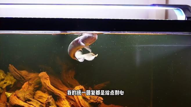 鬼王雷龍夏天能養(yǎng)嗎？