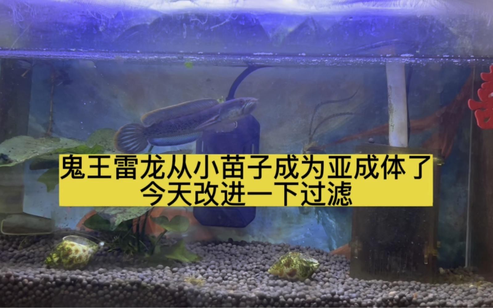 鬼王雷龍夏天能養(yǎng)嗎？