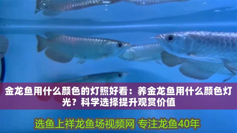 金龍魚用什么顏色的燈照好看：養金龍魚用什么顏色燈光？科學選擇提升觀賞價值