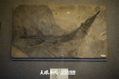 沈陽市和平區植茁造景魚缸店