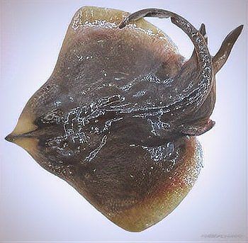魟魚 鰩魚