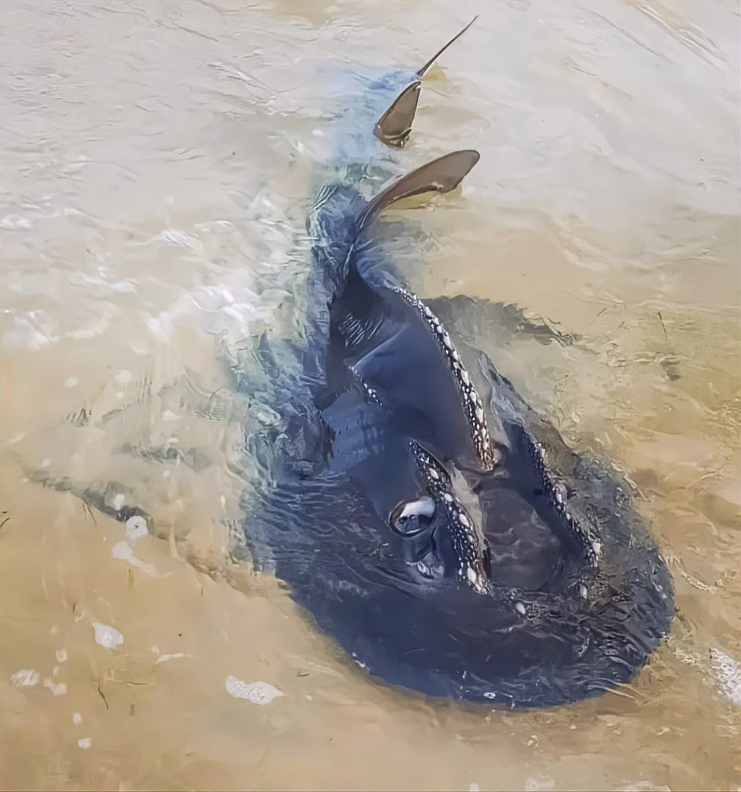 魟魚 鰩魚