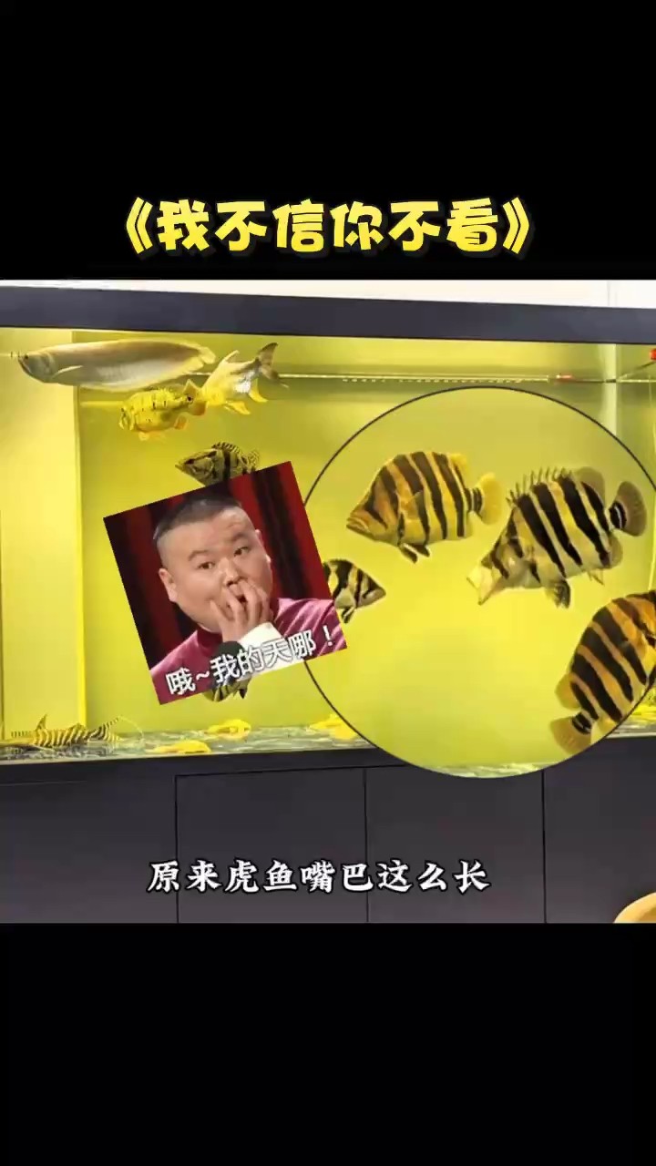 有見過虎魚打哈欠的嗎