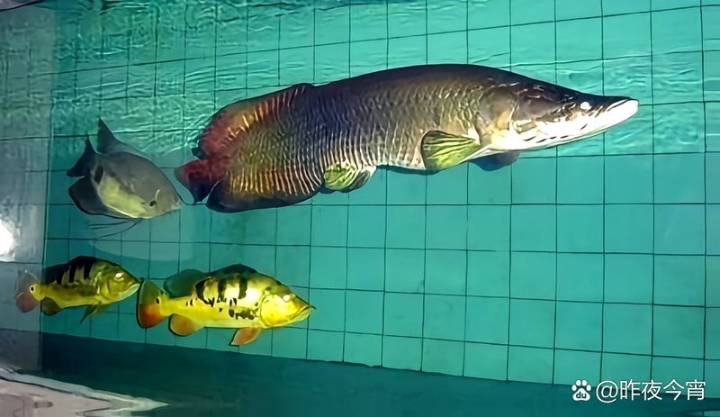 魚缸壽命多長(zhǎng)時(shí)間（魚缸的使用壽命一般多久？）