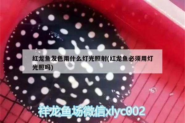 鄭州市金水區彩源水族店（鄭州市金水區彩源水族店地址）