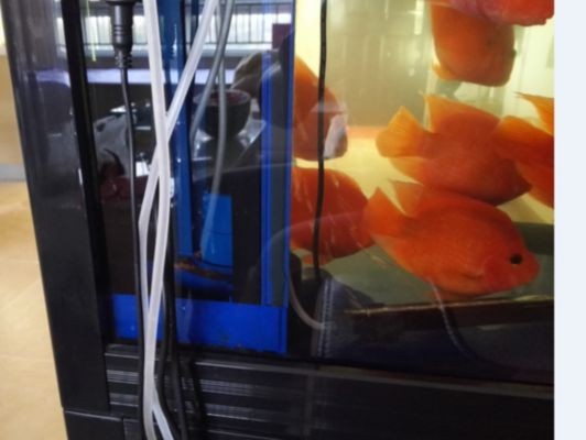 森森魚缸過濾器不出水：如何選擇合適的魚缸過濾器