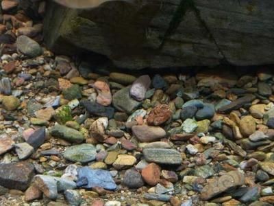 羅漢魚缸底砂選擇技巧：羅漢魚缸底砂清潔方法羅漢魚缸底砂清潔方法