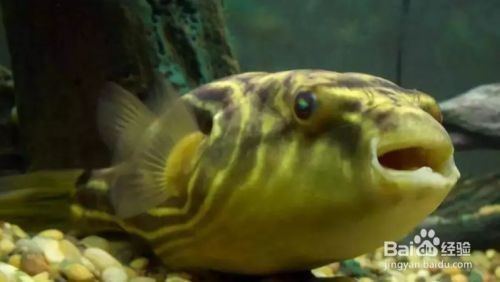 和田龍魚魚缸：和田龍魚魚缸，打造奢華水族藝術(shù)的終極指南
