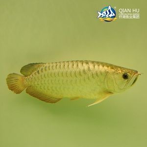 馬來(lái)西亞龍魚(yú)和新加坡龍魚(yú)的區(qū)別，馬來(lái)西亞龍魚(yú)與新加坡龍魚(yú)的區(qū)別