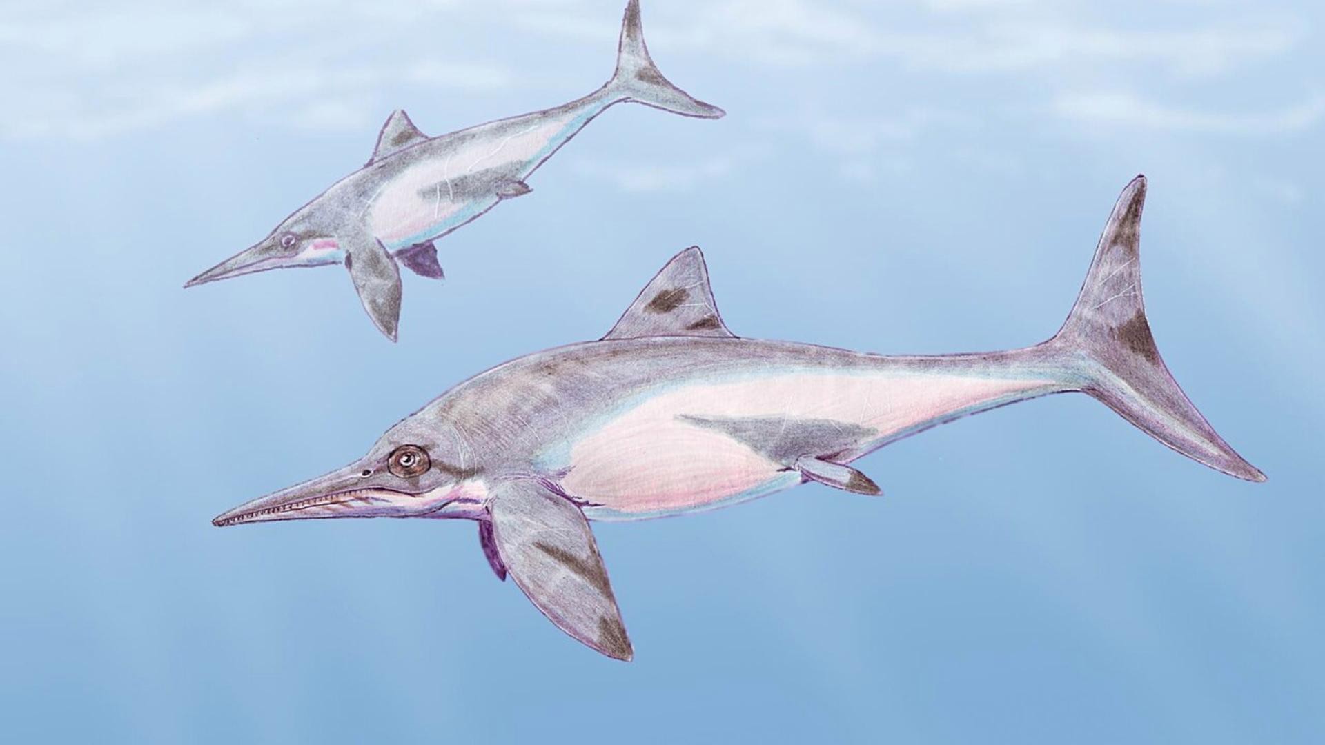 白堊紀(jì)魚龍有哪些種類？ 白堊紀(jì)魚龍有哪些種類？ 龍魚論壇 第1張
