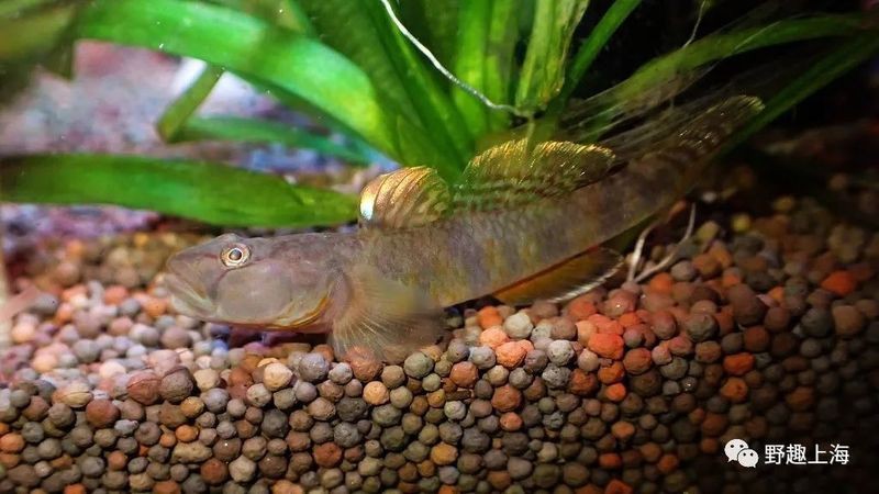 淡水蝦虎魚種類圖鑒