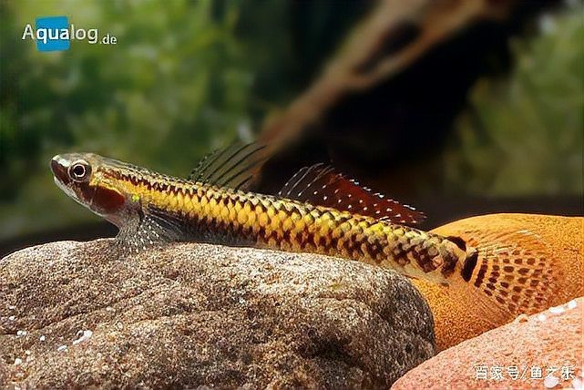 淡水蝦虎魚種類圖鑒