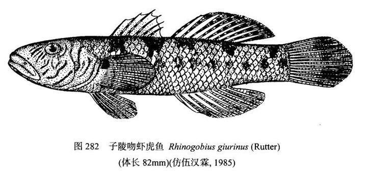 淡水蝦虎魚種類圖鑒
