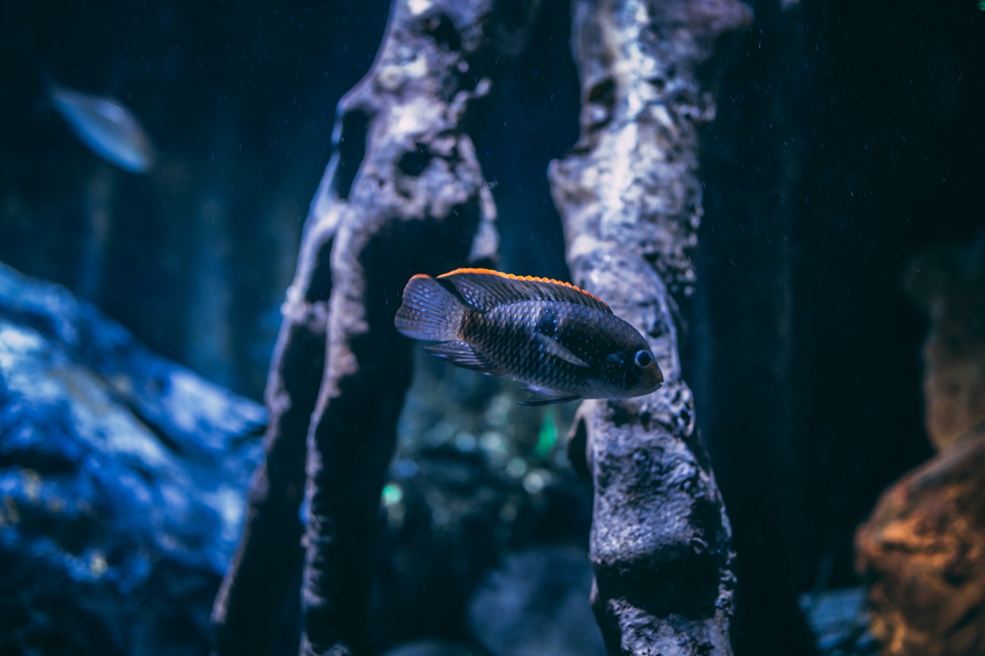 渝水區(qū)抱石西大道小魚兒寵物店