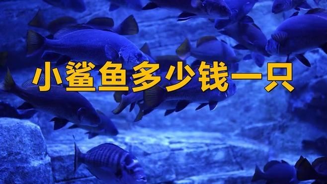福滿客app平臺
