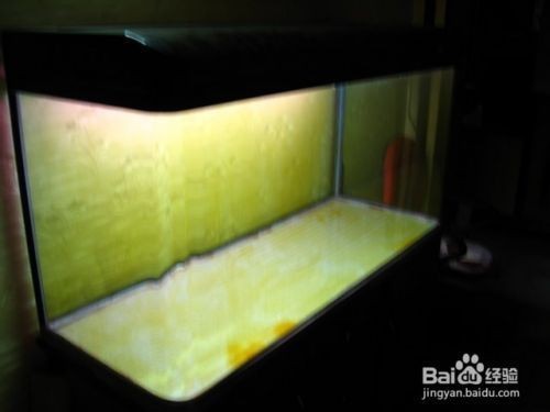 魚缸里魚老是死，如何正確使用魚缸換水的最佳時間和方法