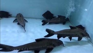 鐵甲武士魚適宜的魚缸尺寸：鐵甲武士魚的魚缸尺寸 鐵甲武士魚適宜的魚缸尺寸：鐵甲武士魚的魚缸尺寸 魚缸百科 第1張