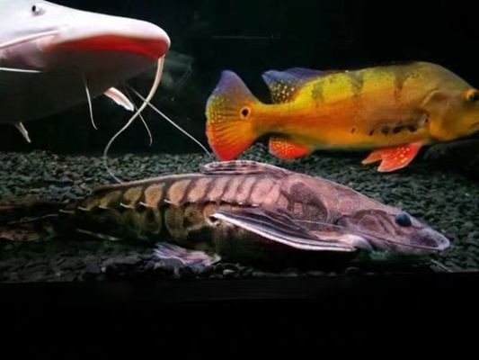 鐵甲武士魚適宜的魚缸尺寸：鐵甲武士魚的魚缸尺寸 鐵甲武士魚適宜的魚缸尺寸：鐵甲武士魚的魚缸尺寸 魚缸百科 第2張
