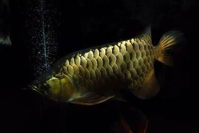廣宗縣龍魚市場有哪些，廣宗縣龍魚市場有哪些？