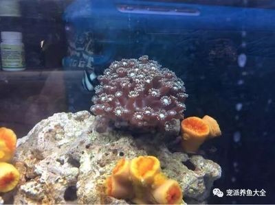 海水魚缸中出現褐藻可能是由于多種因素引起的，以下幾種處理方法：如何處理海水魚缸中的褐藻