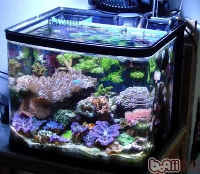 海水魚缸中出現褐藻可能是由于多種因素引起的，以下幾種處理方法：如何處理海水魚缸中的褐藻