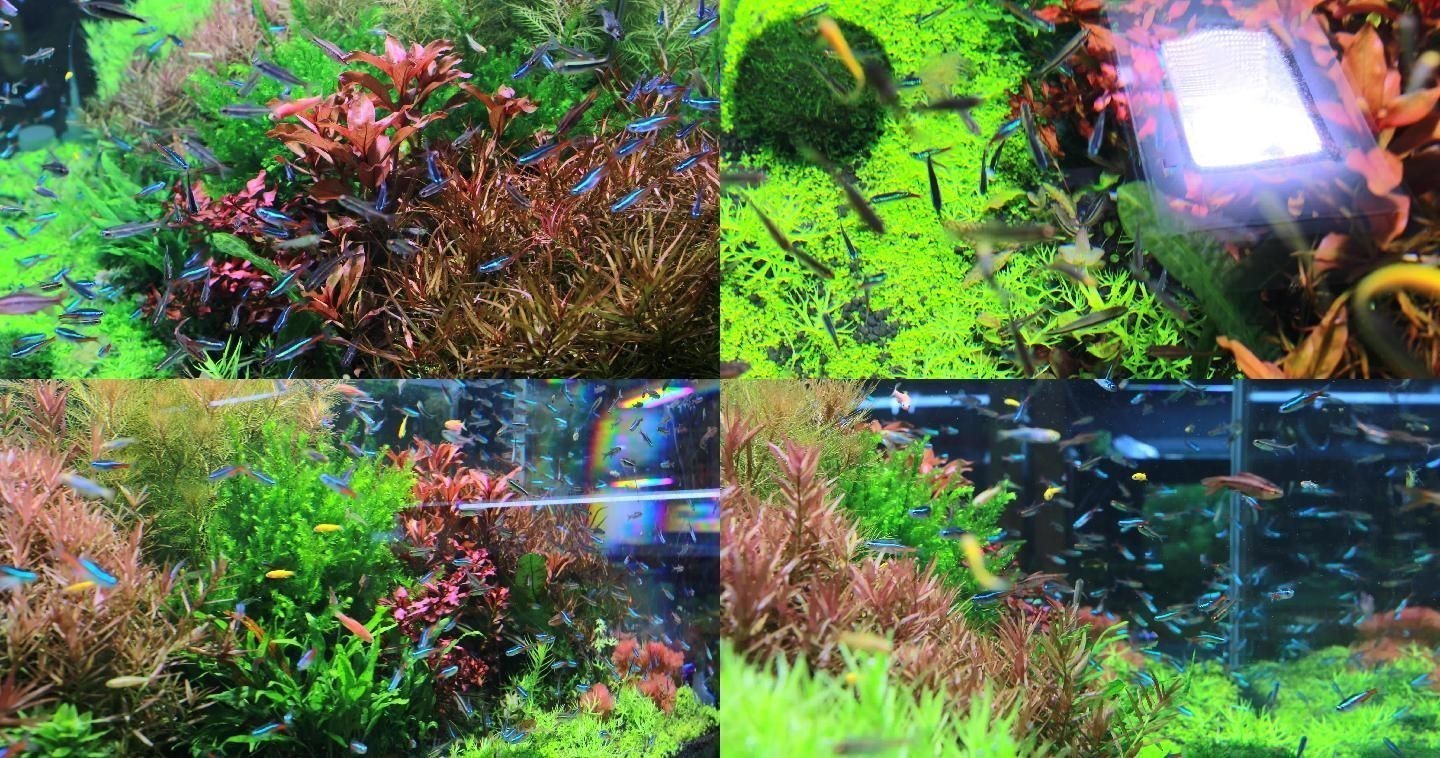 鸚鵡魚缸中種植水草需要考慮鸚鵡魚的習性和對水草的影響:如何在鸚鵡魚缸中種植水草 魚缸百科 第1張 鸚鵡魚缸中種植水草需要考慮鸚鵡魚的習性和對水草的影響:如何在鸚鵡魚缸中種植水草 鸚鵡魚缸中種植水草需要考慮鸚鵡魚的習性和對水草的影響:如何在鸚鵡魚缸中種植水草 魚缸百科 第1張