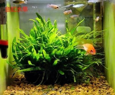 鸚鵡魚缸中種植水草需要考慮鸚鵡魚的習性和對水草的影響：如何在鸚鵡魚缸中種植水草 鸚鵡魚缸中種植水草需要考慮鸚鵡魚的習性和對水草的影響：如何在鸚鵡魚缸中種植水草 魚缸百科 第2張