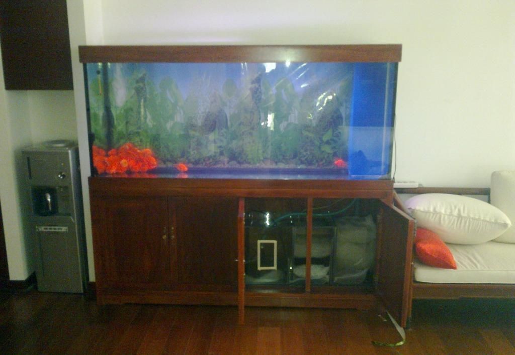 鸚鵡魚缸中種植水草需要考慮鸚鵡魚的習性和對水草的影響:如何在鸚鵡魚缸中種植水草 魚缸百科 第3張 鸚鵡魚缸中種植水草需要考慮鸚鵡魚的習性和對水草的影響:如何在鸚鵡魚缸中種植水草 鸚鵡魚缸中種植水草需要考慮鸚鵡魚的習性和對水草的影響:如何在鸚鵡魚缸中種植水草 魚缸百科 第3張