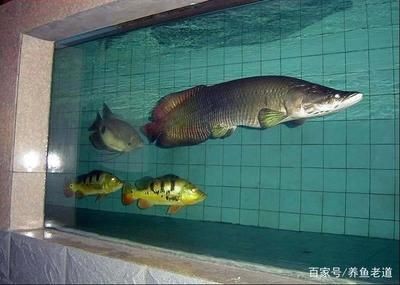 魚缸里水泵不工作了怎么回事：導致魚缸水泵無法運行的常見問題