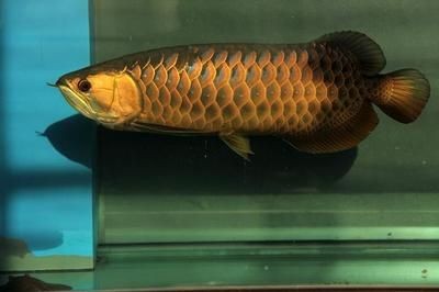 龍魚照片大全大圖，龍魚品種鑒賞指南,龍魚水族箱布置建議龍魚水族箱布置建議