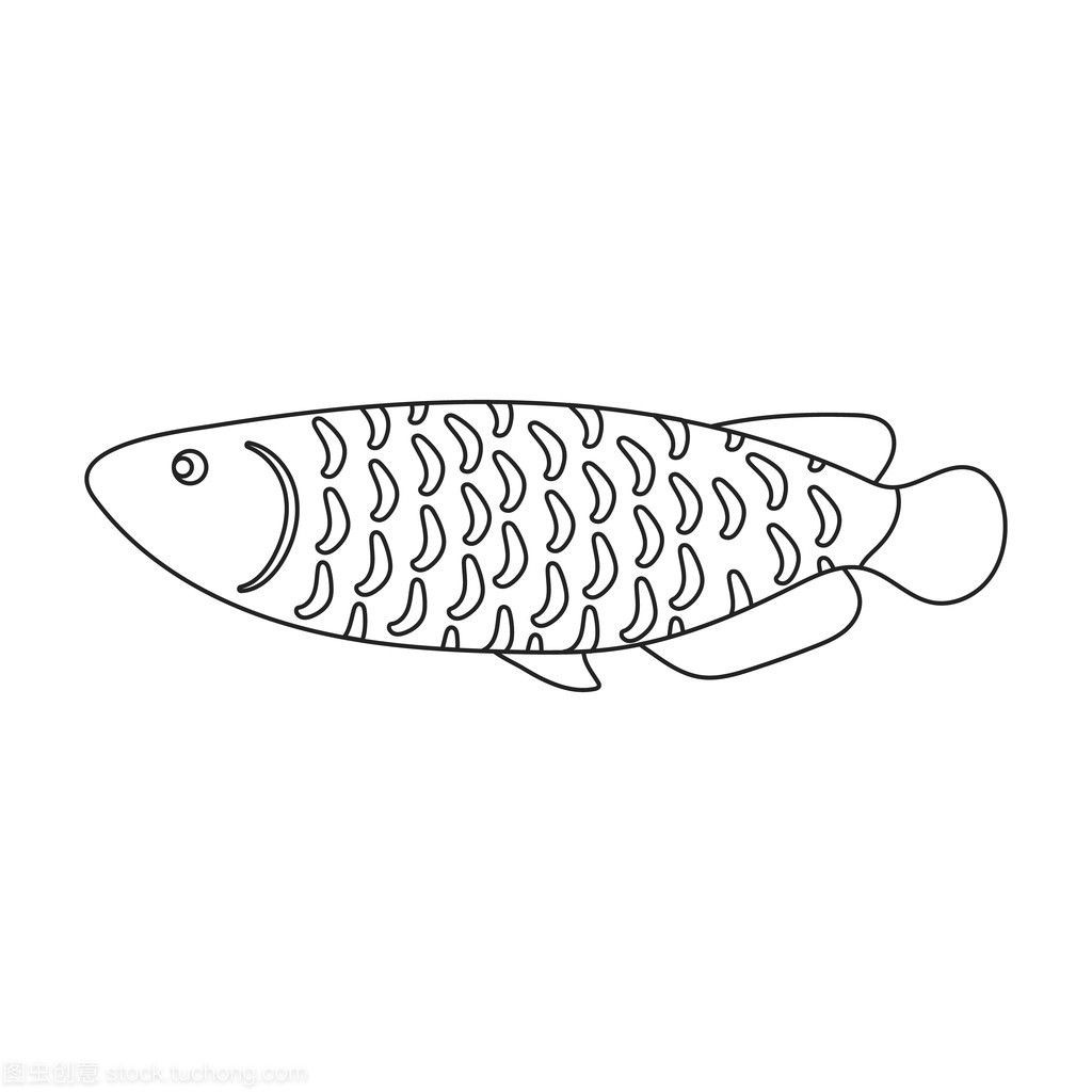龍魚照片大全大圖，龍魚品種鑒賞指南,龍魚水族箱布置建議龍魚水族箱布置建議