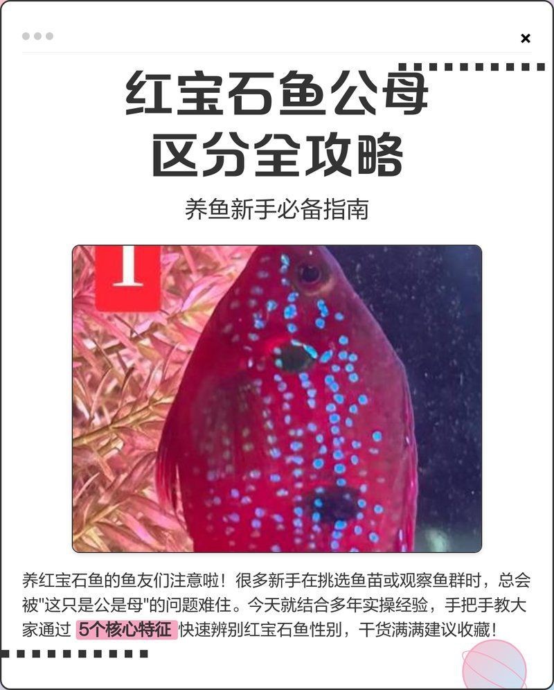 紅寶石魚公母最簡單區分